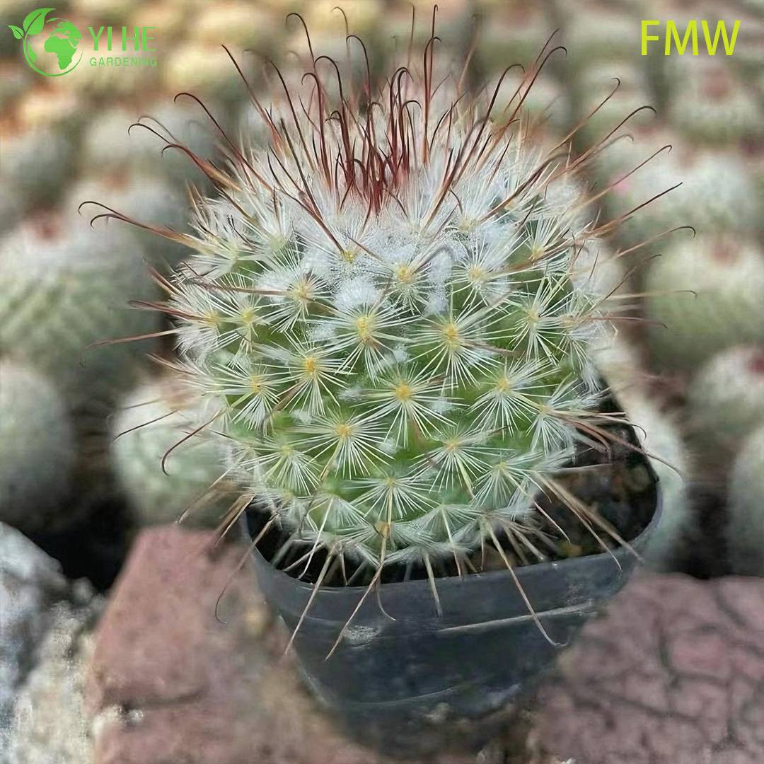 B&aacute;n bu&ocirc;n Ferocactus Setispinus Xương sườn xoắn C&acirc;y xương rồng sống C&acirc;y cảnh