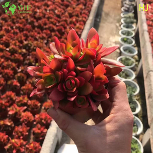 Gro&szlig;handel Red Campfire Crassula Live Sukkulente Stapelpflanze Bonsai