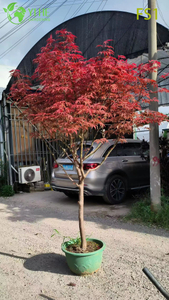 ຂາຍສົ່ງຕົ້ນໄມ້ Maple ສີແດງສົດສໍາລັບສວນພູມສັນຖານຕົວຢ່າງ Bonsai