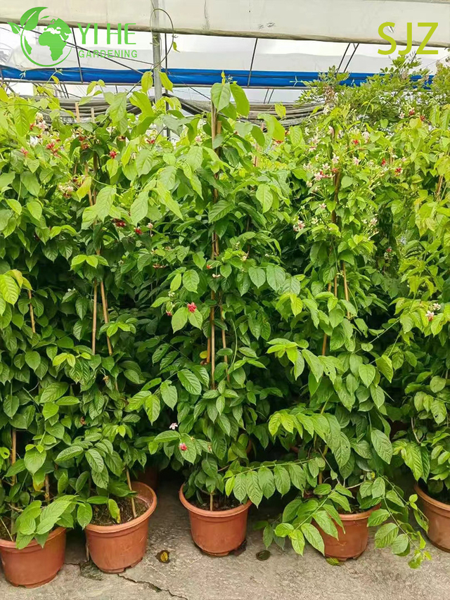 卸売 Garcinia subelliptica ラングーン クリーパー ライブ香りのよい開花つる植物盆栽