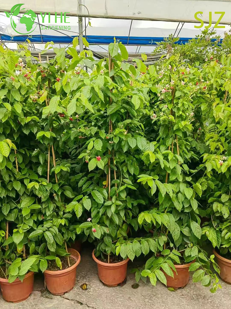 Großhandel Garcinia subelliptica Rangoon Creeper Live Duftende blühende Weinpflanze Bonsai