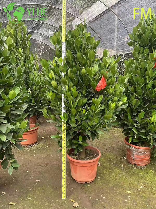 S&uuml;s Peyzaj Korunması Bonsai i&ccedil;in Toptan Dik Fukugi Ağacı Canlı Bitki