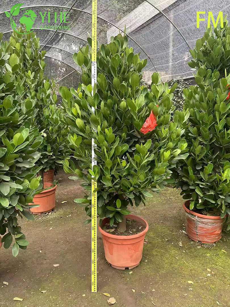 S&uuml;s Peyzaj Korunması Bonsai i&ccedil;in Toptan Dik Fukugi Ağacı Canlı Bitki