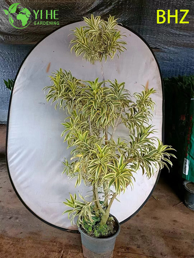 Exuberante can&ccedil;&atilde;o variegada da &Iacute;ndia Dracaena Live Indoor Houseplant Bonsai