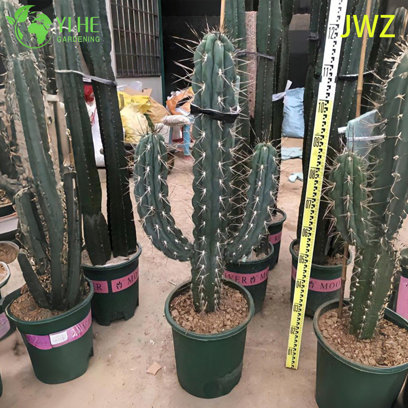 लाइव मैक्सिकन बाड़ पोस्ट कैक्टस एक लंबा स्तंभकार पसली वाला रसीला