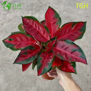 Aglaonema Tailandia Rojo Una Pl&aacute;ntula De Planta De Interior De Hoja Perenne China Viva