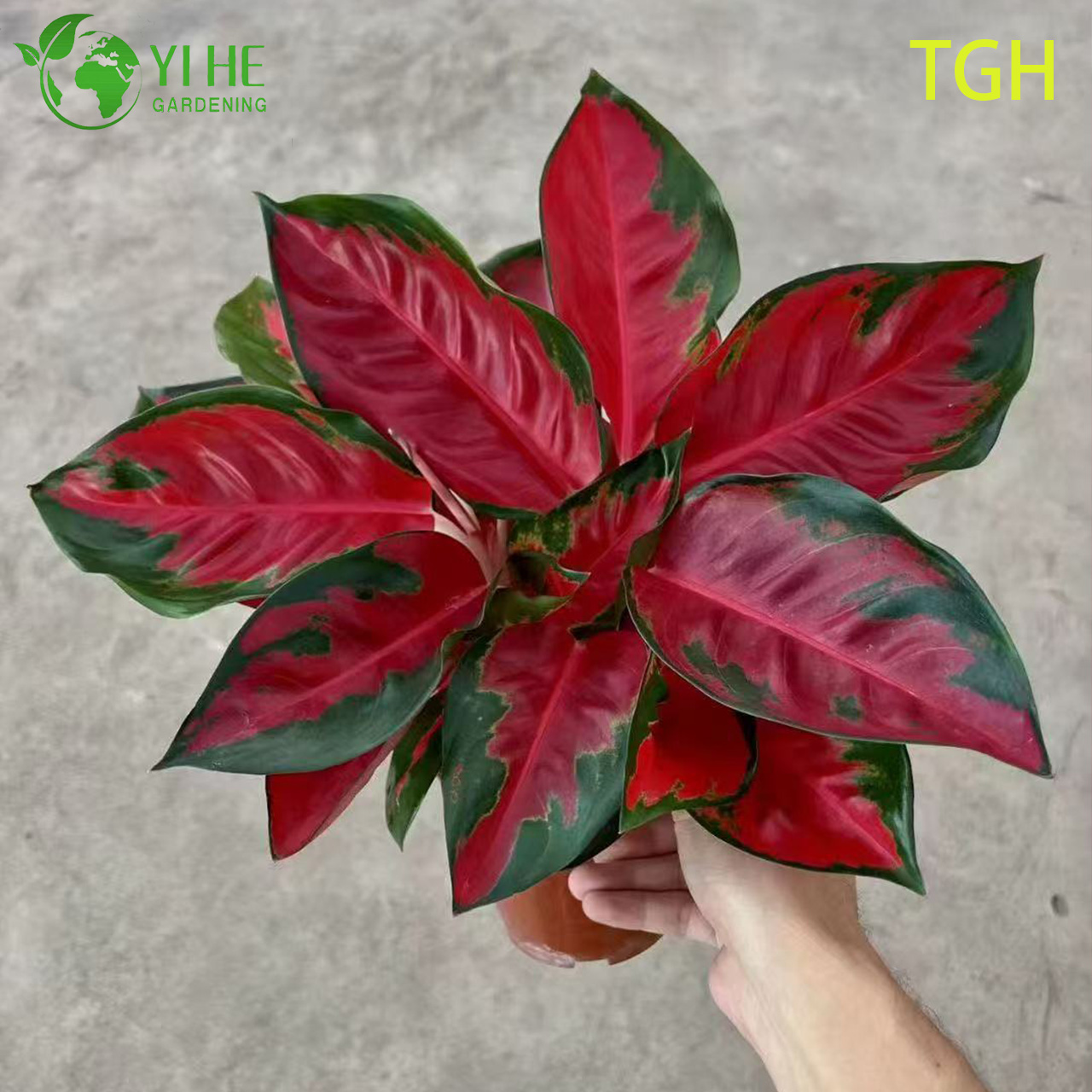 Aglaonema Tha&iuml;lande Rouge Un semis de plantes d’int&eacute;rieur &agrave; feuilles persistantes chinoises vivantes