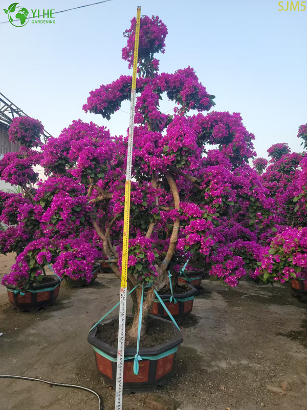 बोगेनविलिया बड़ा बोनसाई