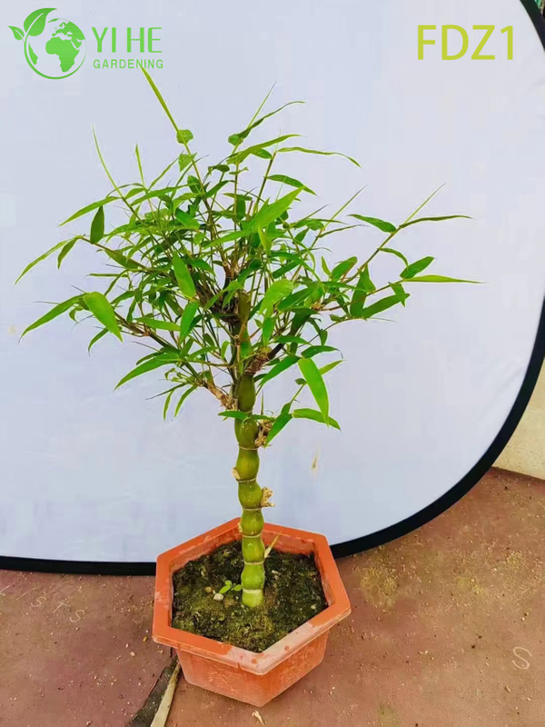 Vientre de oro vivo al por mayor de Buda que agrupa el bamb&uacute; para el dise&ntilde;o del paisaje Bonsai