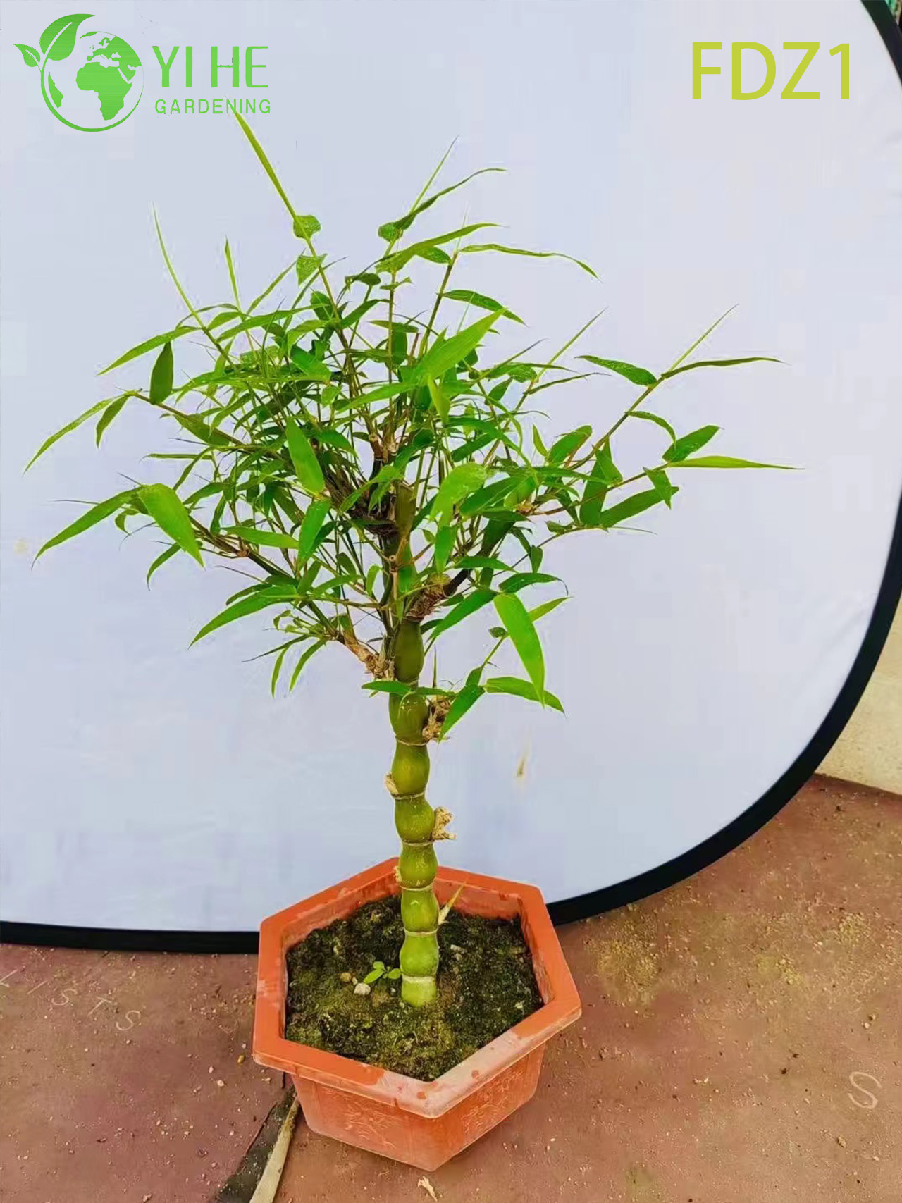 Vientre de oro vivo al por mayor de Buda que agrupa el bamb&uacute; para el dise&ntilde;o del paisaje Bonsai