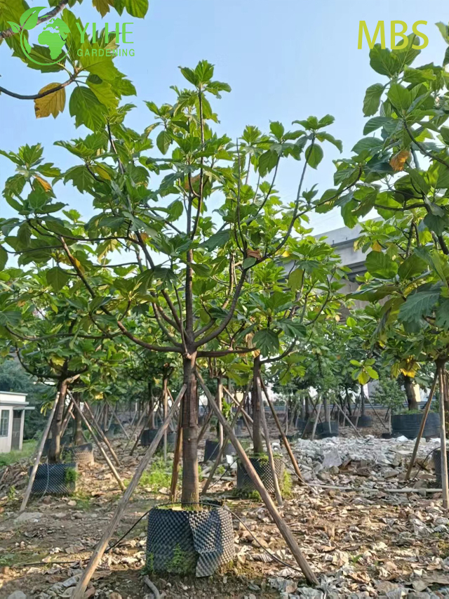 الجملة شجرة الخبز الحية Artocarpus النباتات الاستوائية الصالحة للأكل بونساي