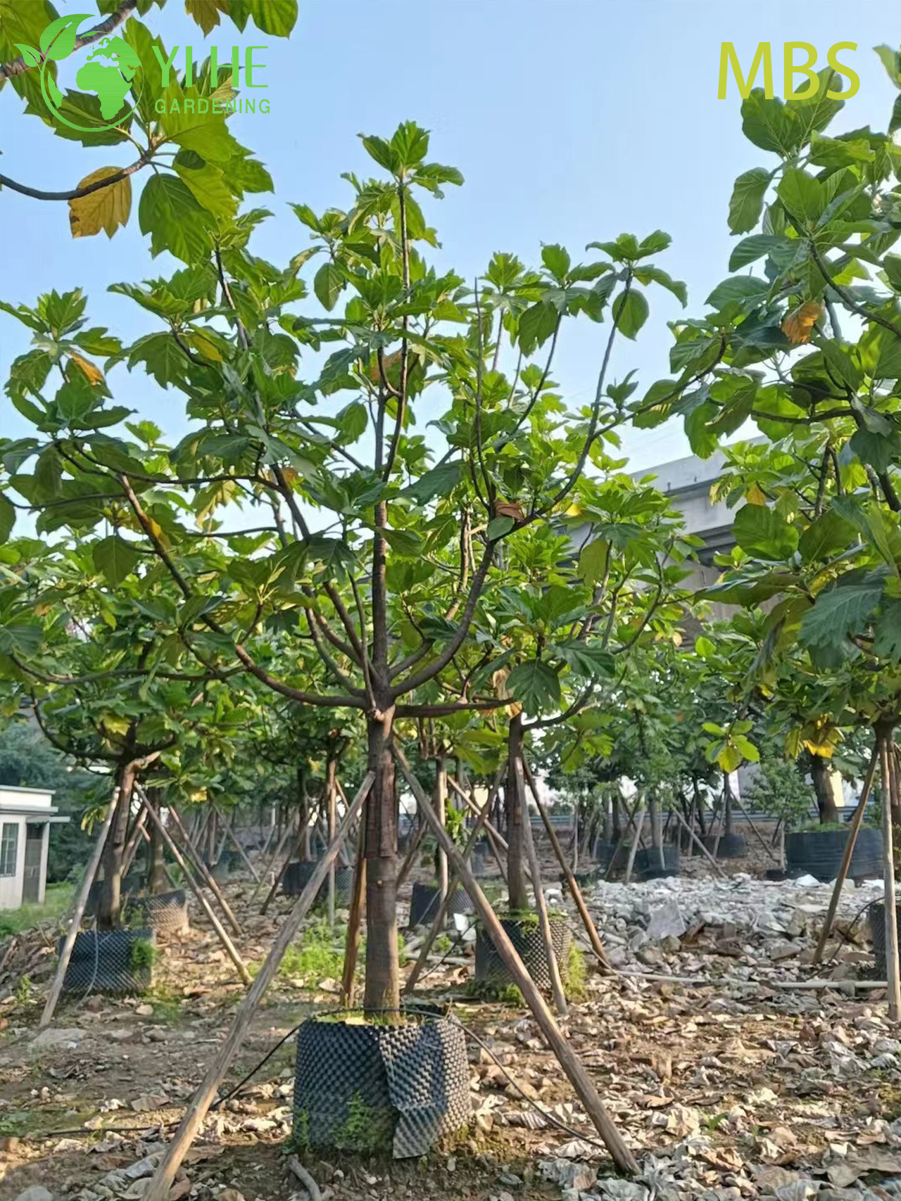 មែកធាងនំបុ័ងផ្ទាល់លក់ដុំ Artocarpus រុក្ខជាតិត្រូពិចដែលអាចបរិភោគបាន Bonsai