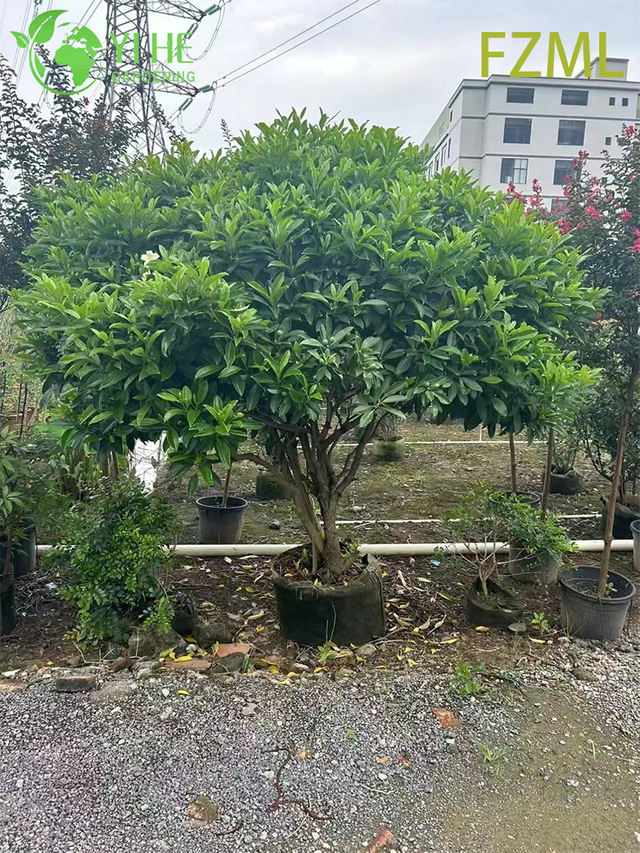 Groothandel Live Radermachera Sinica China Doll Plant voor Indoor Landscaping Bonsai