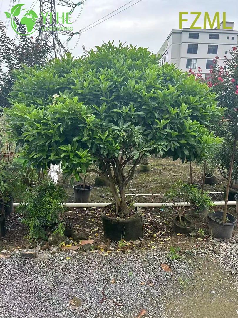 Hurtownia żywych chińskich lalek Radermachera Sinica do Bonsai do kształtowania krajobrazu w pomieszczeniach