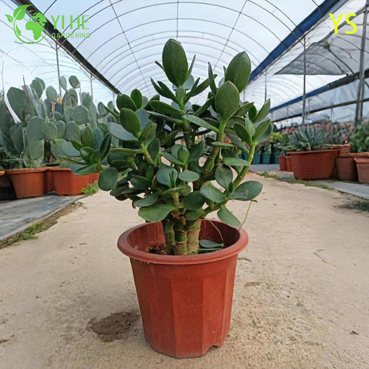 Planta decorativa de jade de &aacute;rvore de dinheiro vivo com bonsai de flores artificiais coloridas