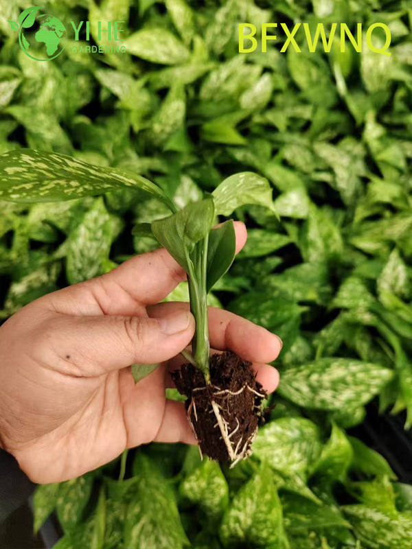លក់ដុំ Dieffenbachia Snowstorm Variegated Dumb Cane Plant Plug Seedlings