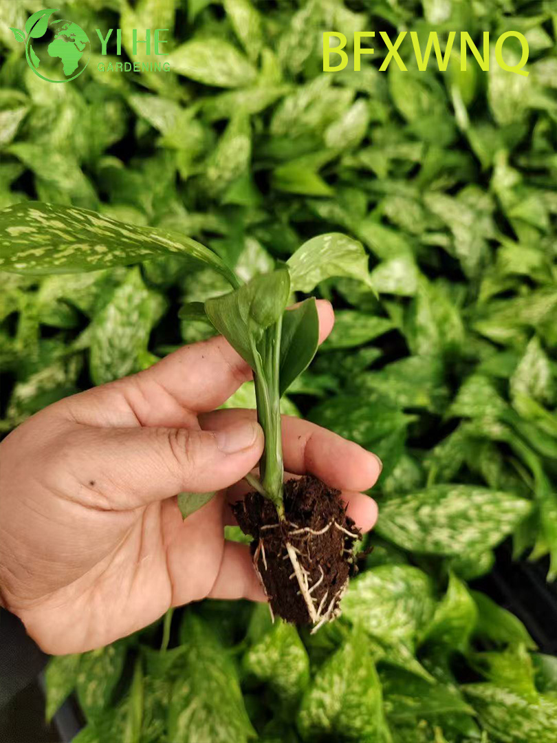លក់ដុំ Dieffenbachia Snowstorm Variegated Dumb Cane Plant Plug Seedlings