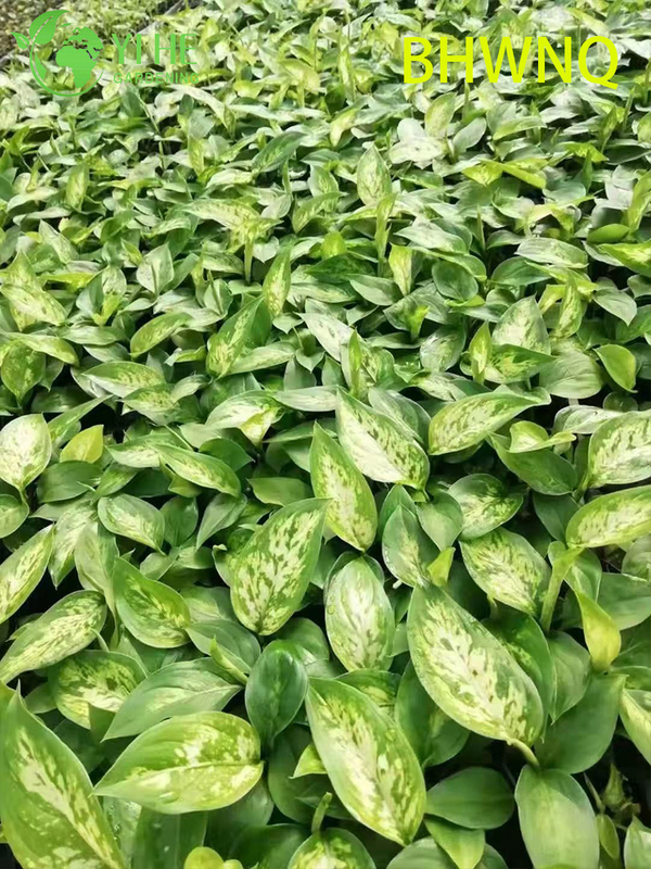 Venta al por mayor de pl&aacute;ntulas de enchufe de planta de inicio viva Dieffenbachia Tropic Marianne