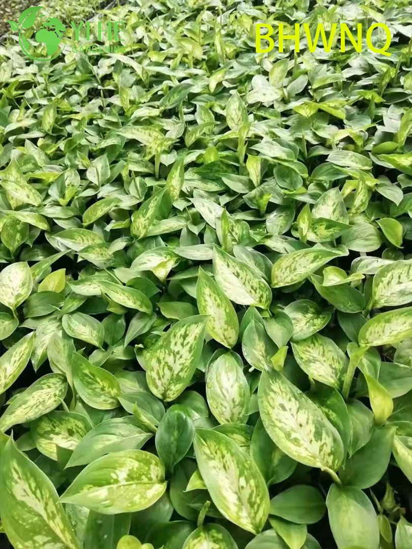 Venta al por mayor de pl&aacute;ntulas de enchufe de planta de inicio viva Dieffenbachia Tropic Marianne