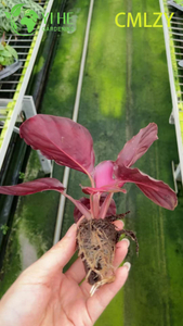 ຂາຍສົ່ງ Calathea Rosey ສີບົວ Live ການອະທິຖານ Plant Starter Plug ເບ້ຍ