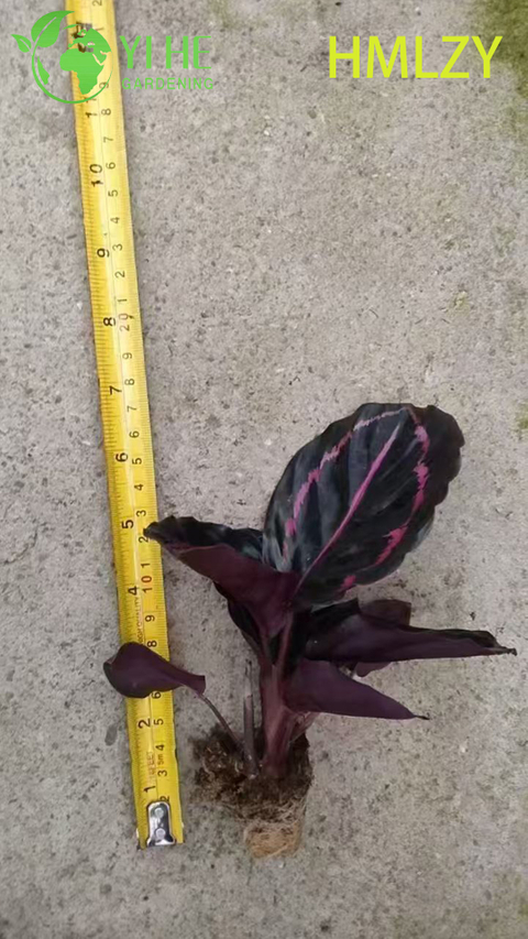 Venta al por mayor de pl&aacute;ntulas de enchufe de inicio de planta de oraci&oacute;n viva Calathea Pinstripe