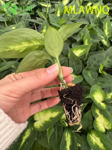 ຂາຍຍົກ Dieffenbachia Marianne Live Variegated Dumb Cane Plug Seedlings