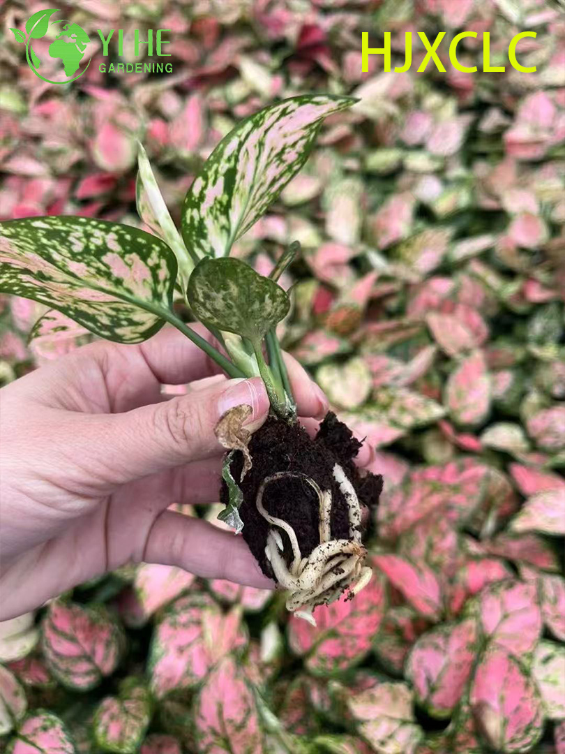 Venta al por mayor de pl&aacute;ntulas de enchufe de inicio de hoja perenne china viva de San Valent&iacute;n de Aglaonema rojo