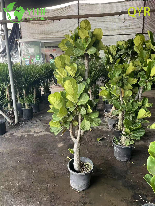 Lebender Ficus Lyrata Fiddle Leaf Tree Zimmer-Bodenpflanze Bonsai