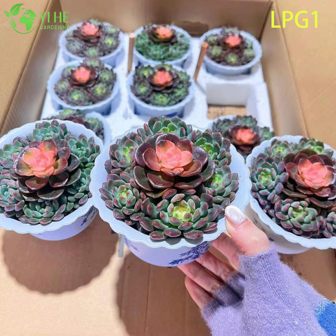 라이브 컬러풀 로제트 에케베리아 블루 애플 다육 식물 분재