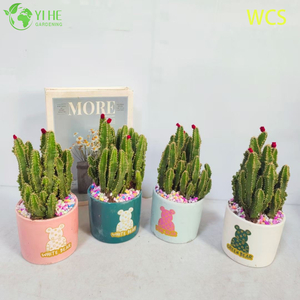 Atacado Castelo de Fadas Cactus Acanthocereus Tetragonus Planta Viva Bonsai