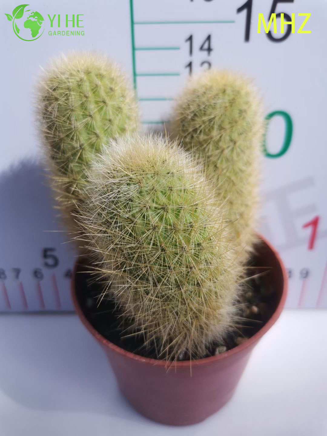 Groothandel Golden Ball Cactus Parodia Leninghausii Levende sierplantenbonsai