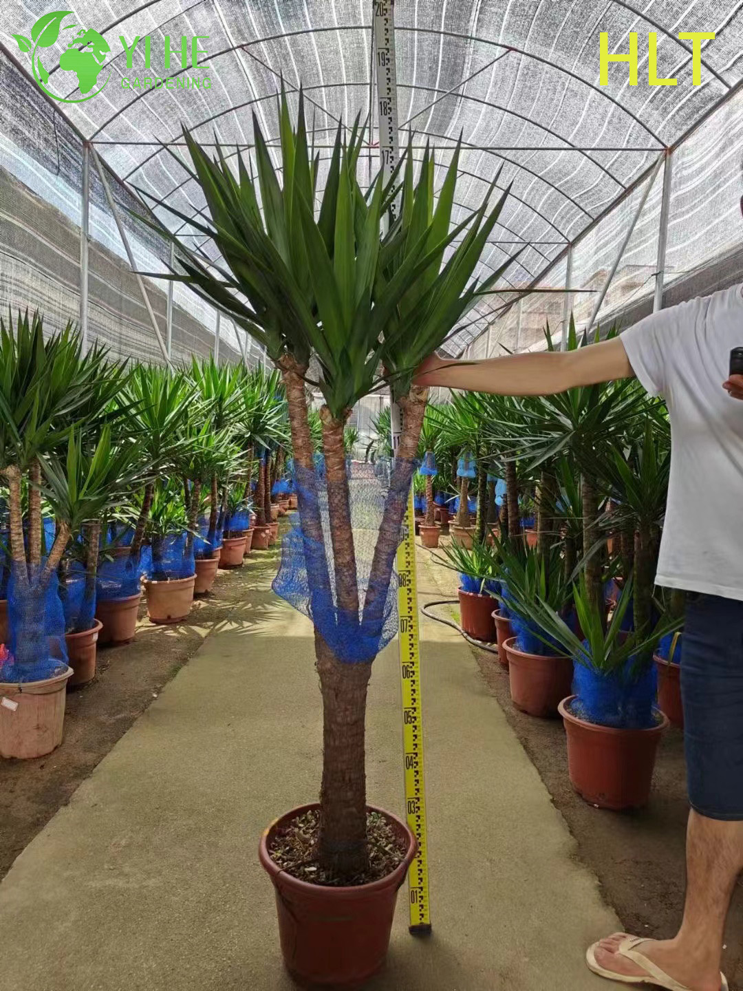 លក់ដុំពហុដើម Yucca Cane Tree Live Indoor Houseplant Bonsai