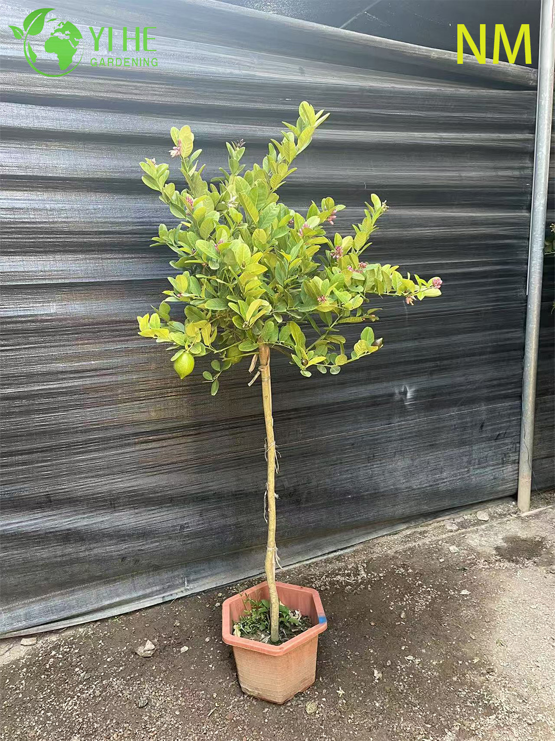 Zitronen-Terrassenbaum, Standard-Zitruspflanze mit lebenden Fr&uuml;chten, Bonsai im Gro&szlig;handel