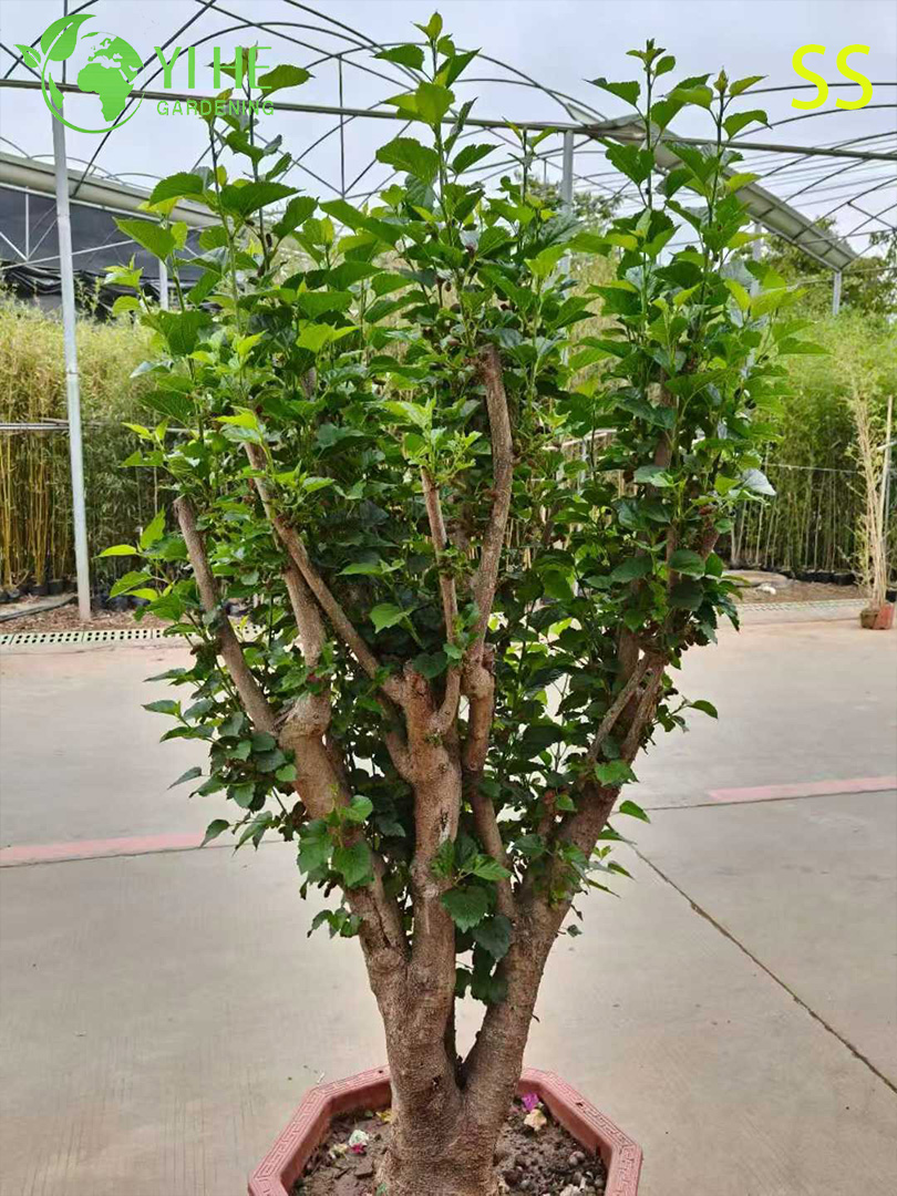 Schnell wachsender Maulbeerbaum mit s&uuml;&szlig;en brombeer&auml;hnlichen Beeren