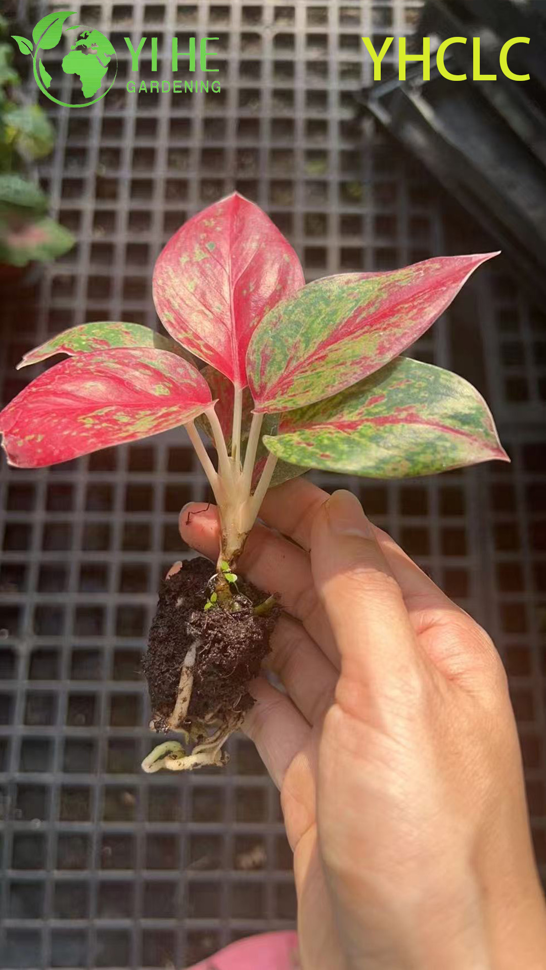 Venta al por mayor de pl&aacute;ntulas de enchufe de arranque de hoja perenne china viva de fuegos artificiales de Aglaonema