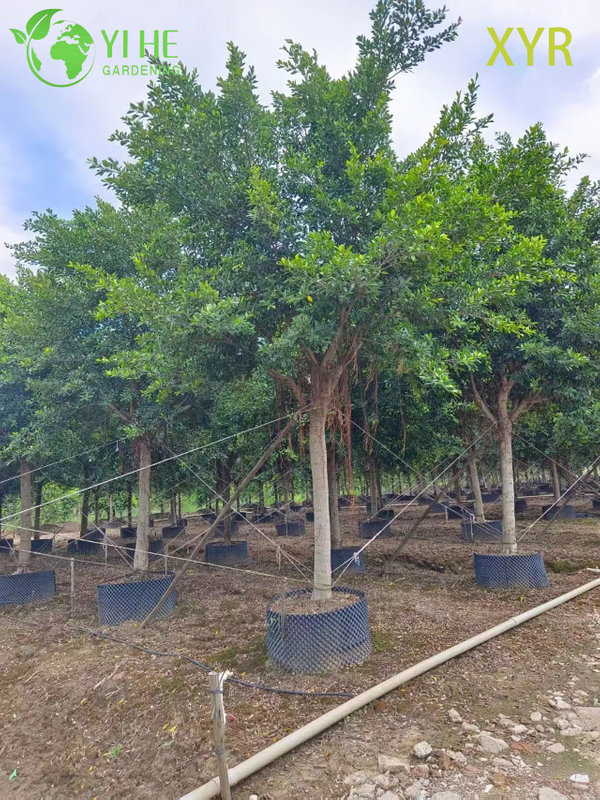 Gęsty, wiecznie zielony laur indyjski Ficus Nitida do drzewa żywopłotowego i osłonowego
