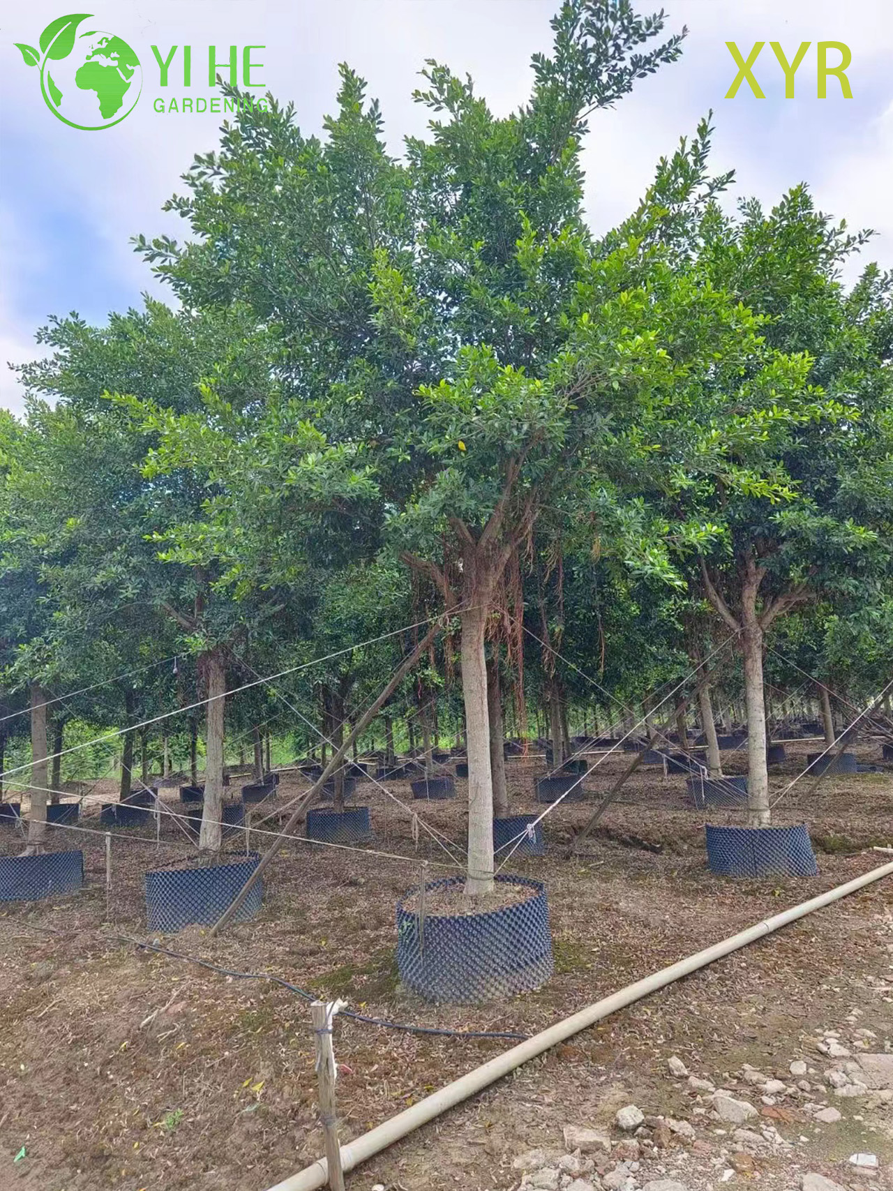 Gęsty, wiecznie zielony laur indyjski Ficus Nitida do drzewa żywopłotowego i osłonowego