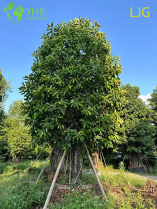 Grande folha brilhante Ficus Elastica planta de borracha para bonsai de interiores modernos