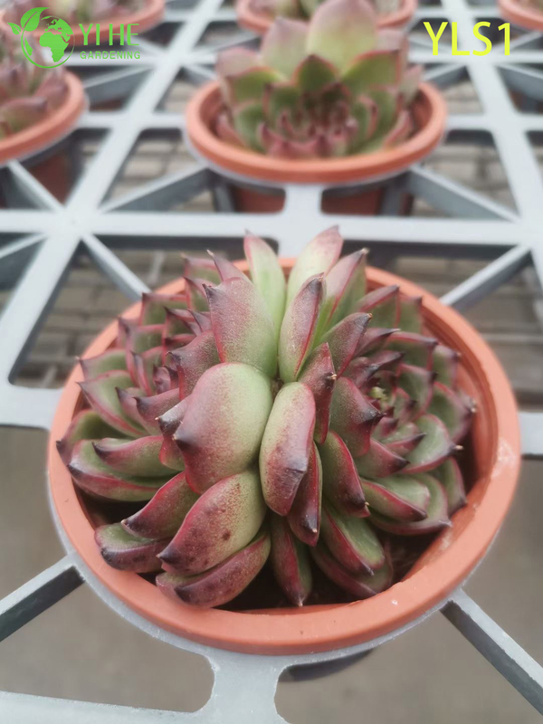 Оптовые продажи губной помады Echeveria Agavoides Живое суккулентное растение Бонсай
