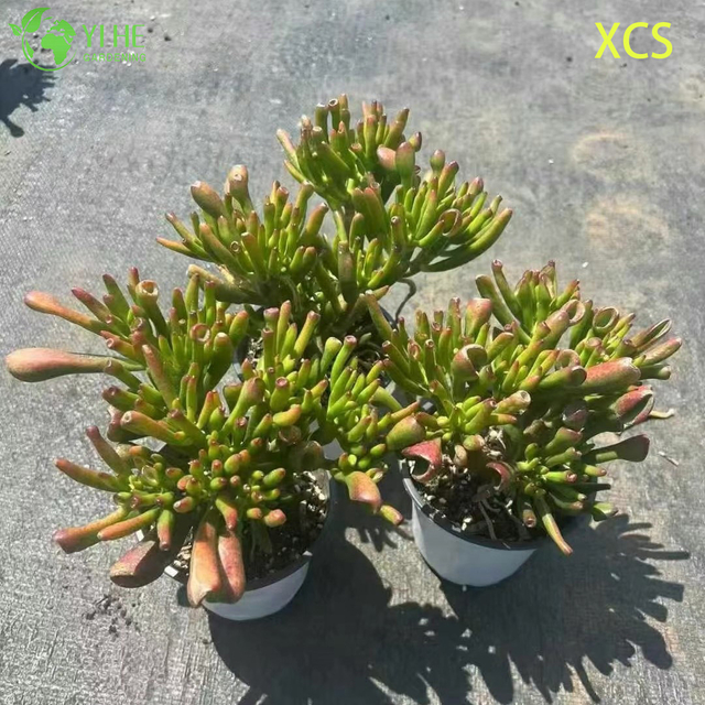 ຂາຍຍົກ Crassula Ovata Hobbit Jade Live Succulent Plant Bonsai