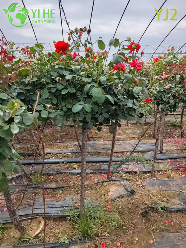 Bah&ccedil;e Peyzaj Bonsai i&ccedil;in Toptan Kırmızı Standart Rosa Chinensis Ağacı