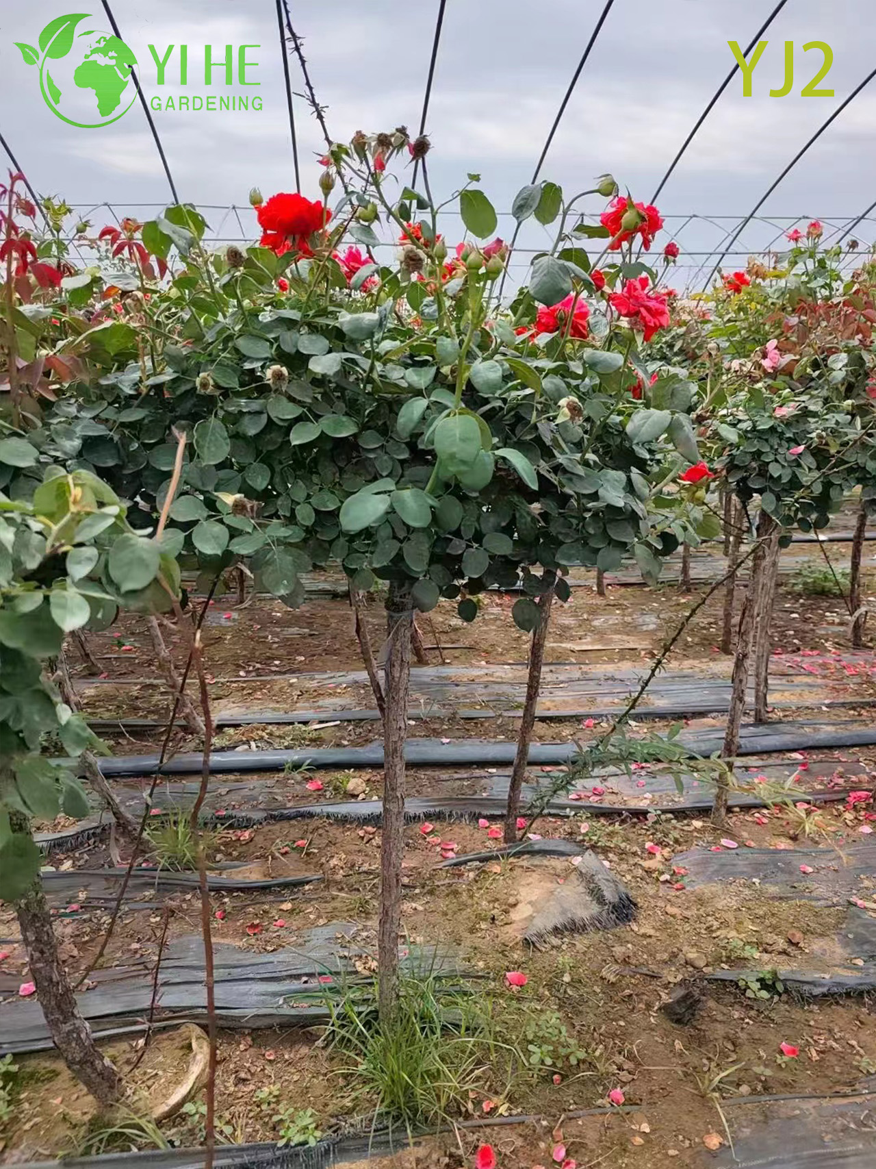 Bah&ccedil;e Peyzaj Bonsai i&ccedil;in Toptan Kırmızı Standart Rosa Chinensis Ağacı