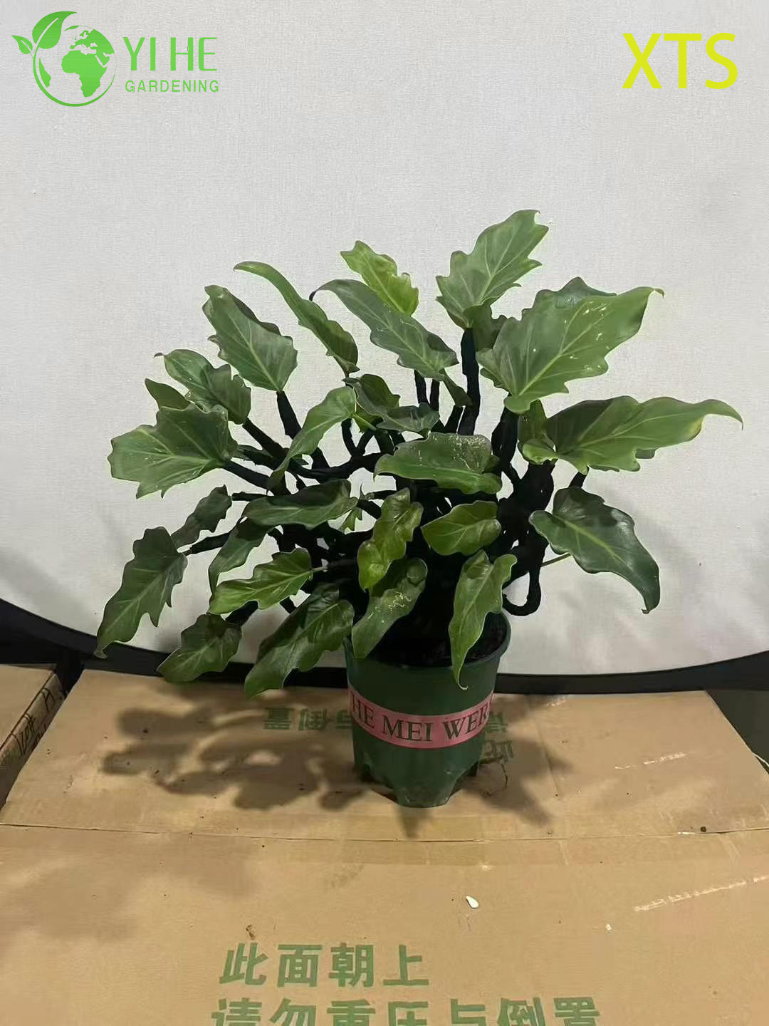 Philodendron Selloum Hope Live Tropical Zimmerpflanze Bonsai im Gro&szlig;handel