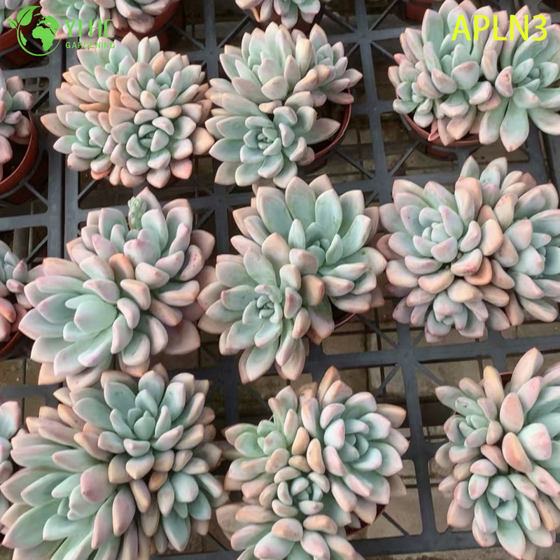 卸売ピンクオパリナ成熟した多肉植物クラスター生植物盆栽
