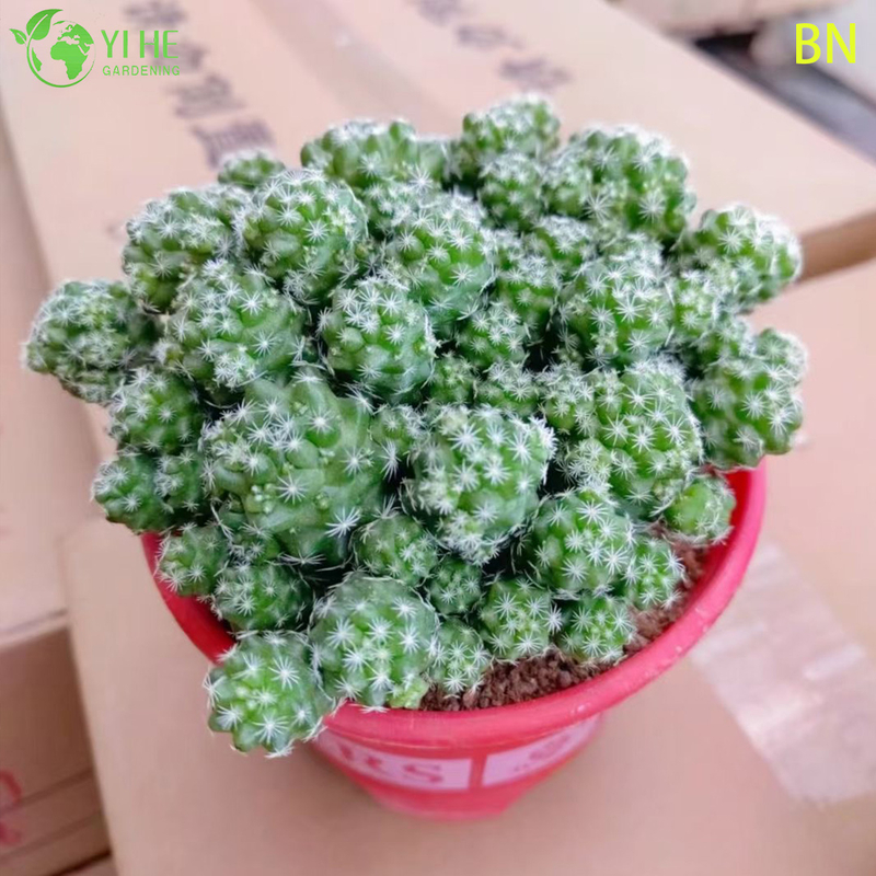 Bonsai blanco al por mayor de la decoración del grupo de la mini planta viva del cactus del dedal