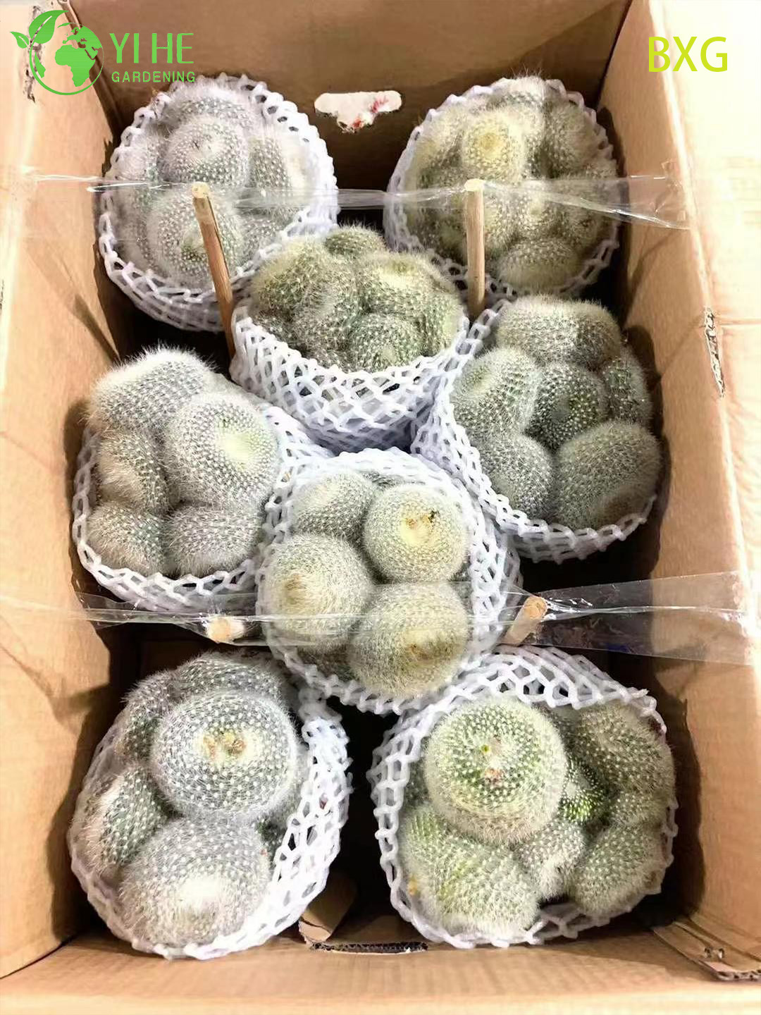 Orange bl&uuml;hender Rebutia-Kaktus, lebende Mini-Pflanze, Dekor-Bonsai im Gro&szlig;handel