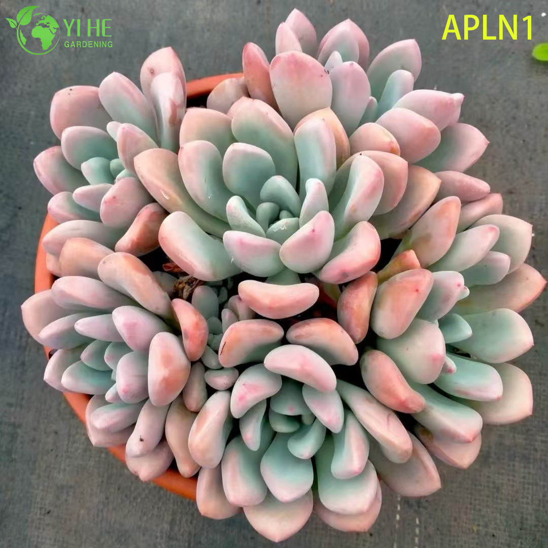 Bonsai di pianta succulenta rosetta viva di Graptoveria Opalina rosa pastello all'ingrosso