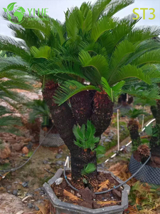 Cycas Revoluta à plusieurs troncs ornés, plante ornementale tropicale à feuilles persistantes