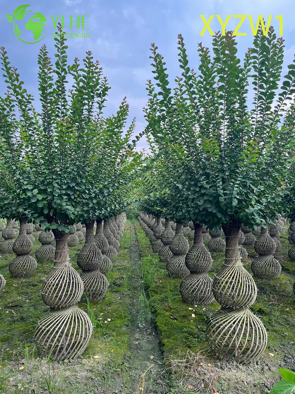 Декоративная лагерстремия парвифлора, топиарное дерево в форме вазы, растение для декора цветущего сада