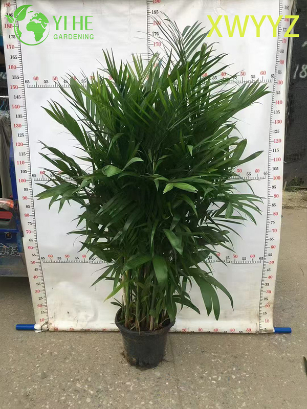 Palma hawaiana in vaso (Pritchardia gaudichaudii), pianta tropicale sempreverde per interni ed esterni